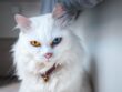 Alles over de nagels van een kat: aantal, functie en verzorging