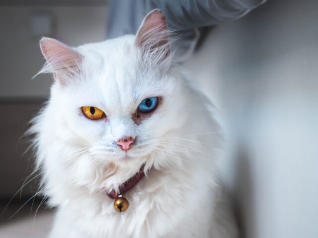 Alles over de nagels van een kat: aantal, functie en verzorging